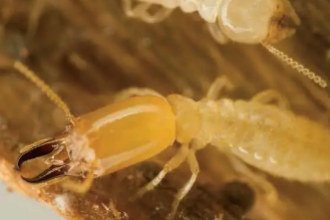 紅外熱像儀測(cè)螞蟻