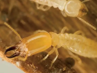 紅外熱像儀能透視？