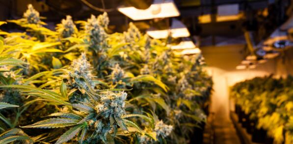 格物優(yōu)信紅外熱像儀-緝毒助手