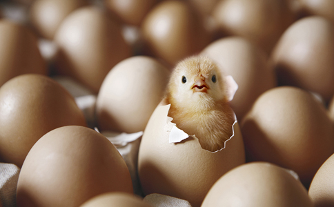 紅外熱成像技術(shù)應(yīng)用于動植物科學(xué)研究