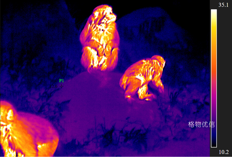 紅外熱像儀用于野生動(dòng)物保護(hù)