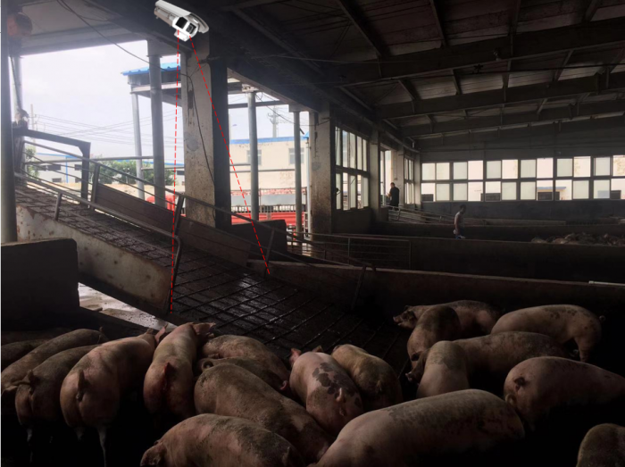 豬場(chǎng)入口處設(shè)備安裝示意圖