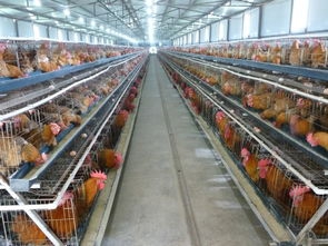 紅外熱像儀走進(jìn)養(yǎng)殖行業(yè)