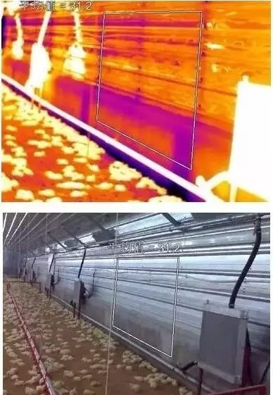 紅外熱像儀應用雞舍規(guī)?；B(yǎng)殖