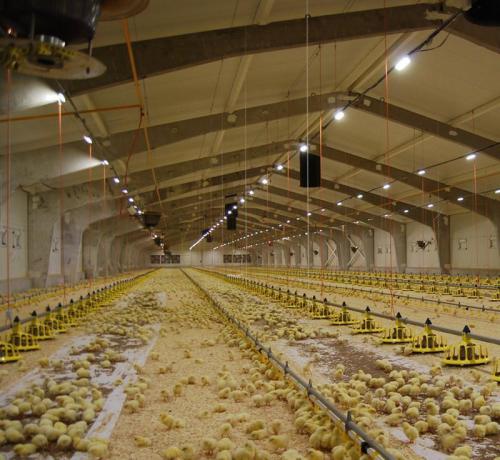 紅外熱像儀應用雞舍規(guī)?；B(yǎng)殖