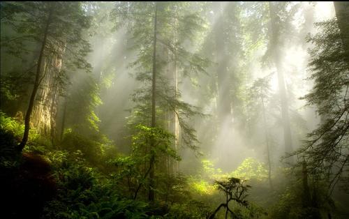 紅外熱像儀應(yīng)用于森林項目監(jiān)測