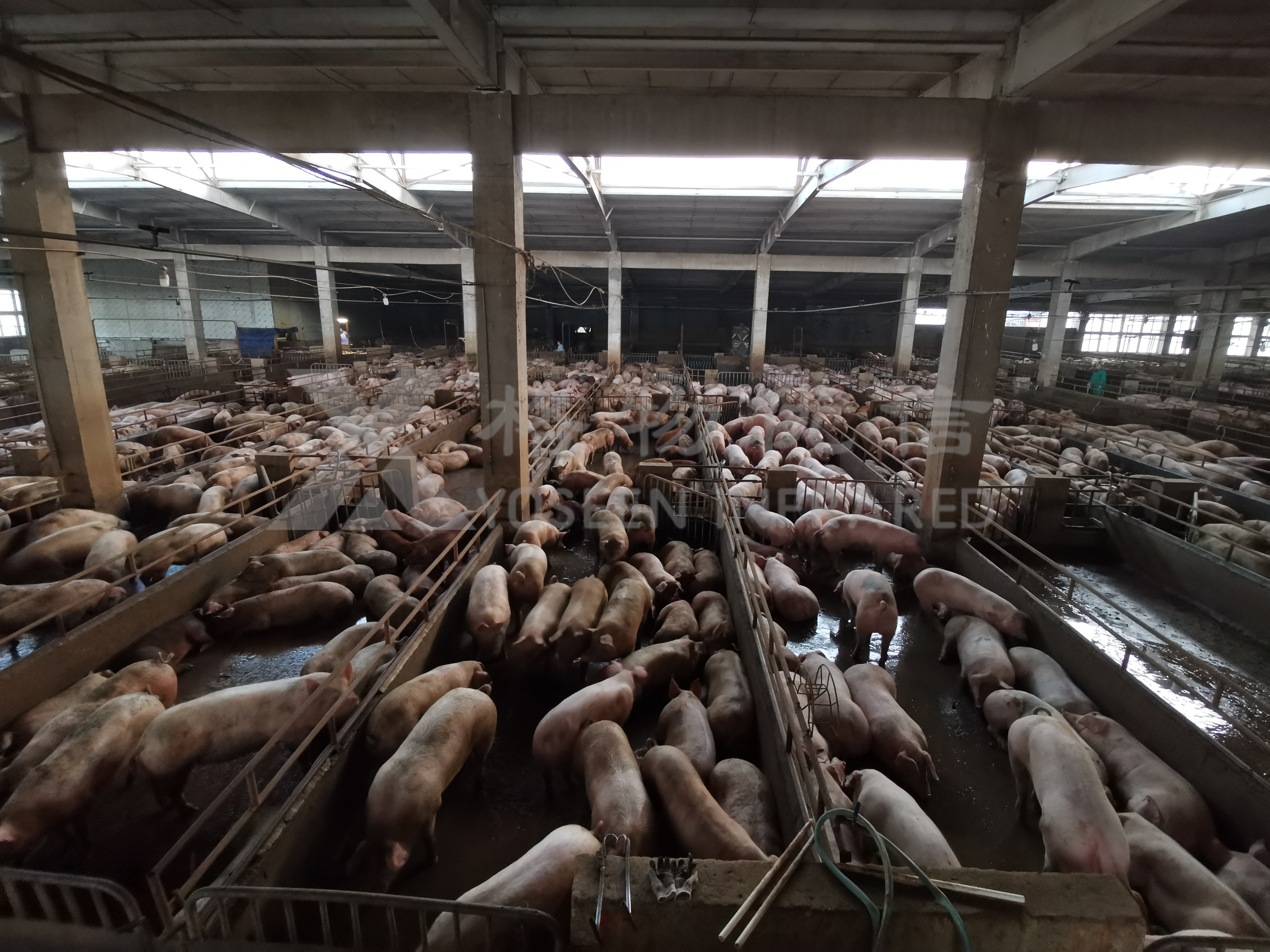 AI養(yǎng)豬難落地？熱成像讓科學(xué)養(yǎng)豬觸手可及！